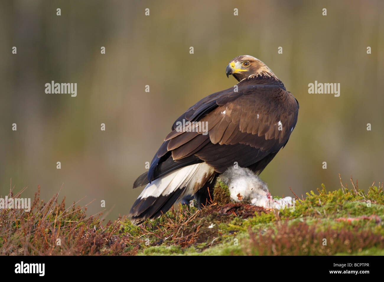 Steinadler Aquila Chrysaetos stehend auf einem Schneehasen zu töten, an einem Berghang in Norwegen Stockfoto