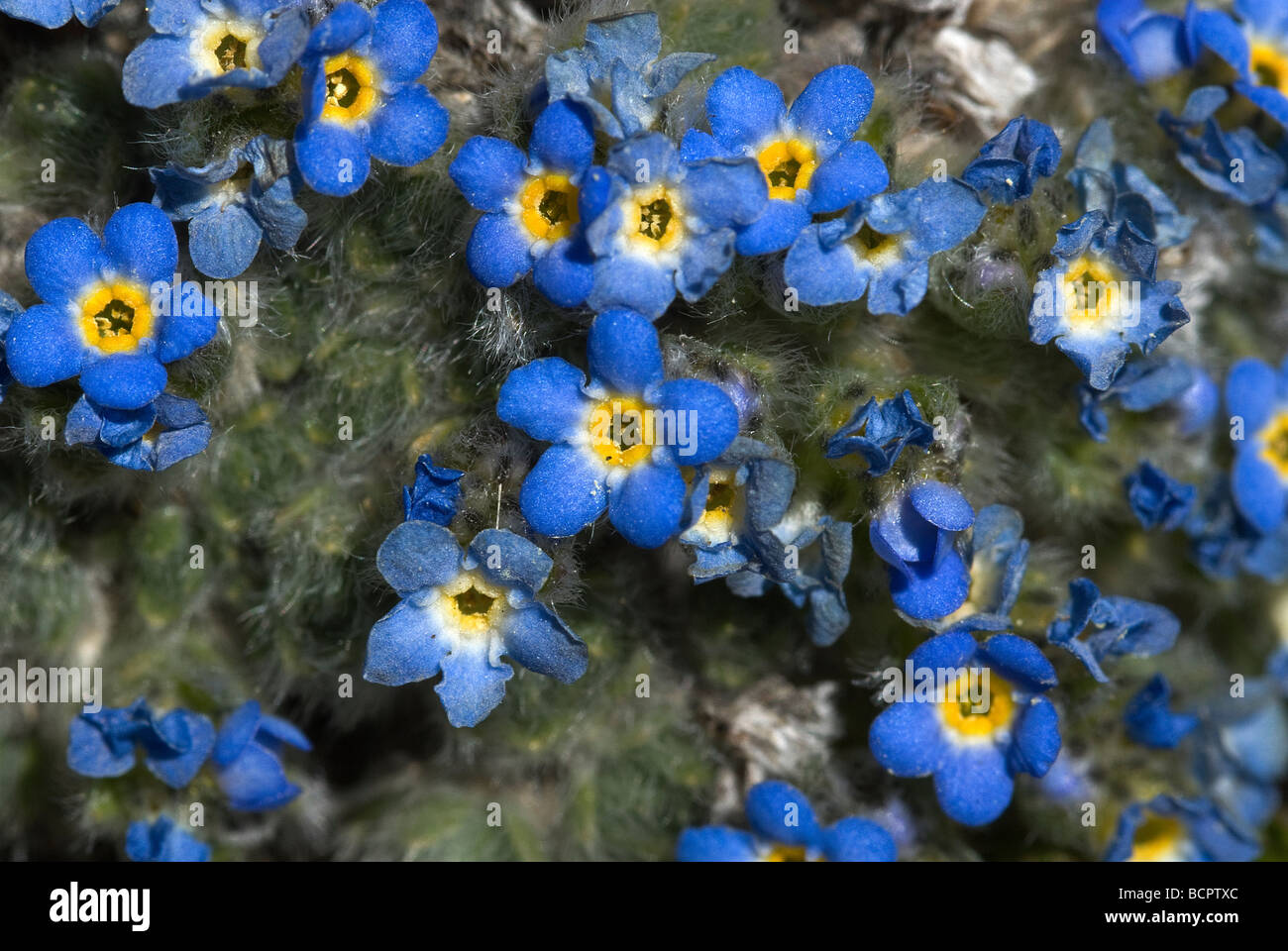 Alpine vergessen Me Nots Eritrichum Nanum Arapaho N F Colorado USA Stockfoto
