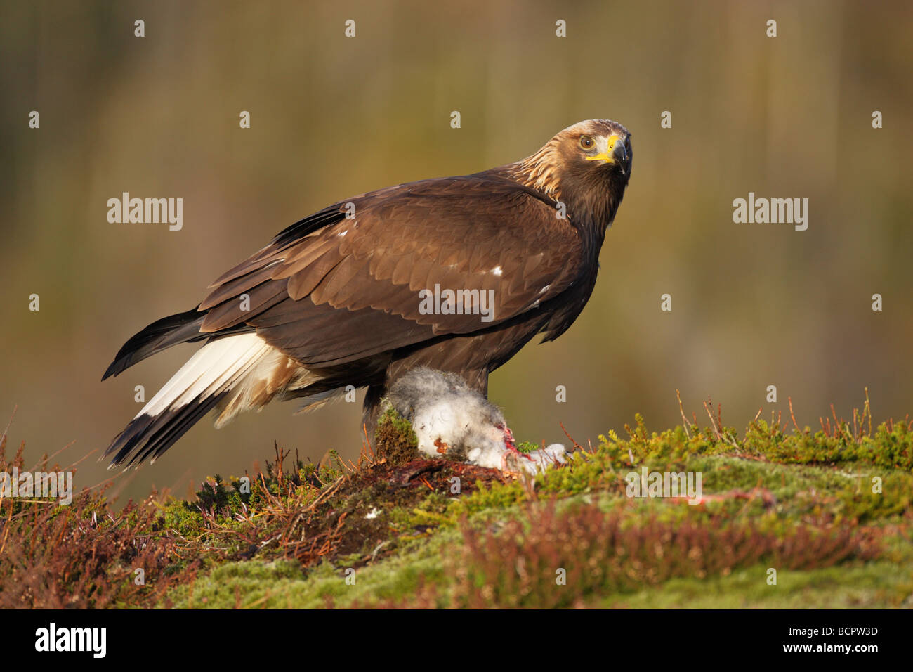 Steinadler Aquila Chrysaetos stehend auf einem Schneehasen zu töten, an einem Berghang in Norwegen Stockfoto
