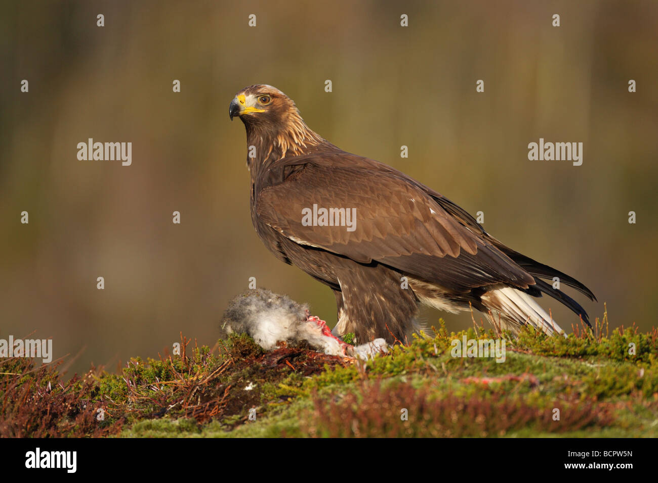 Steinadler Aquila Chrysaetos stehend auf einem Schneehasen zu töten, an einem Berghang in Norwegen Stockfoto