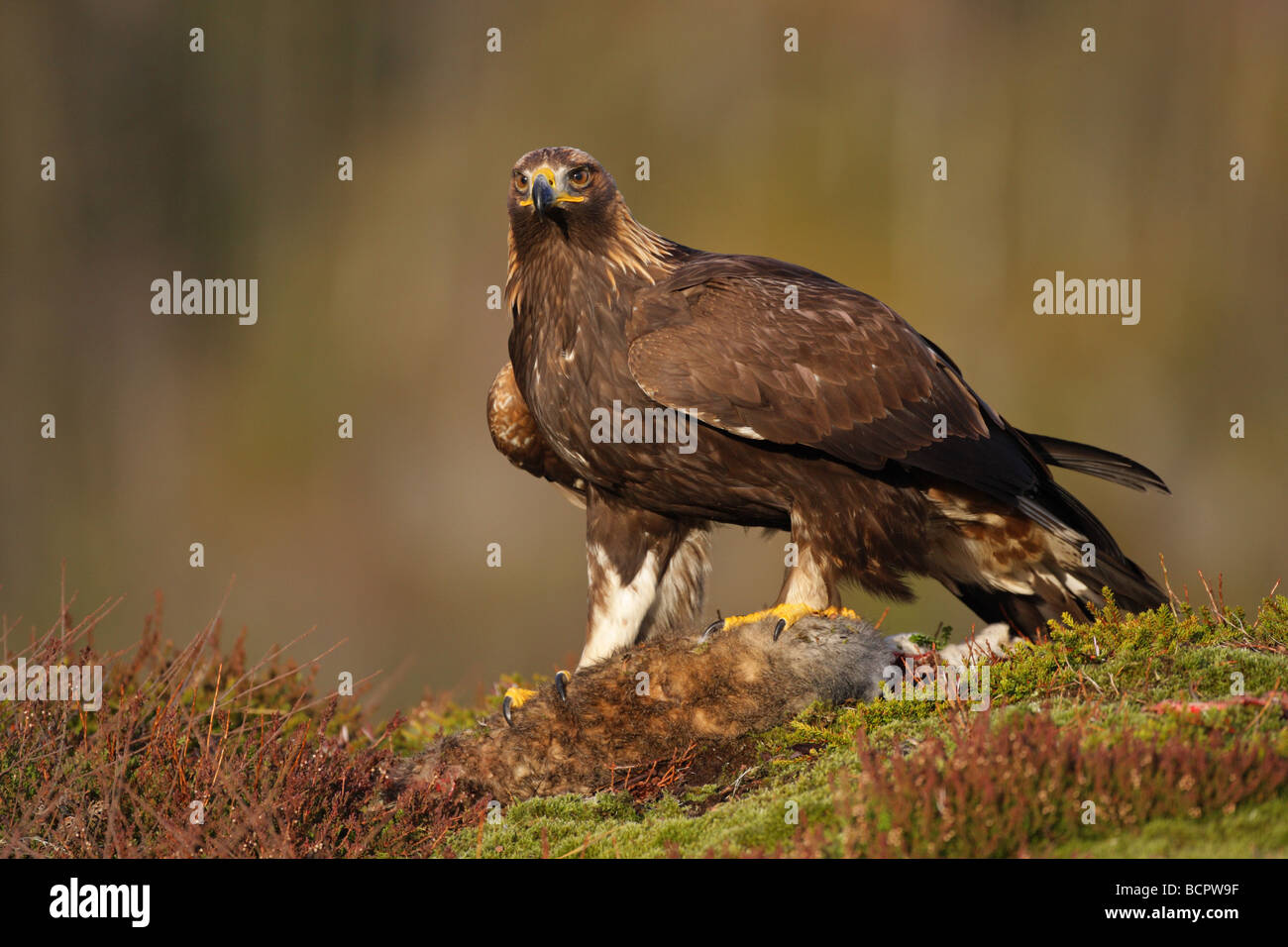 Steinadler Aquila Chrysaetos stehend auf einem Schneehasen zu töten, an einem Berghang in Norwegen Stockfoto