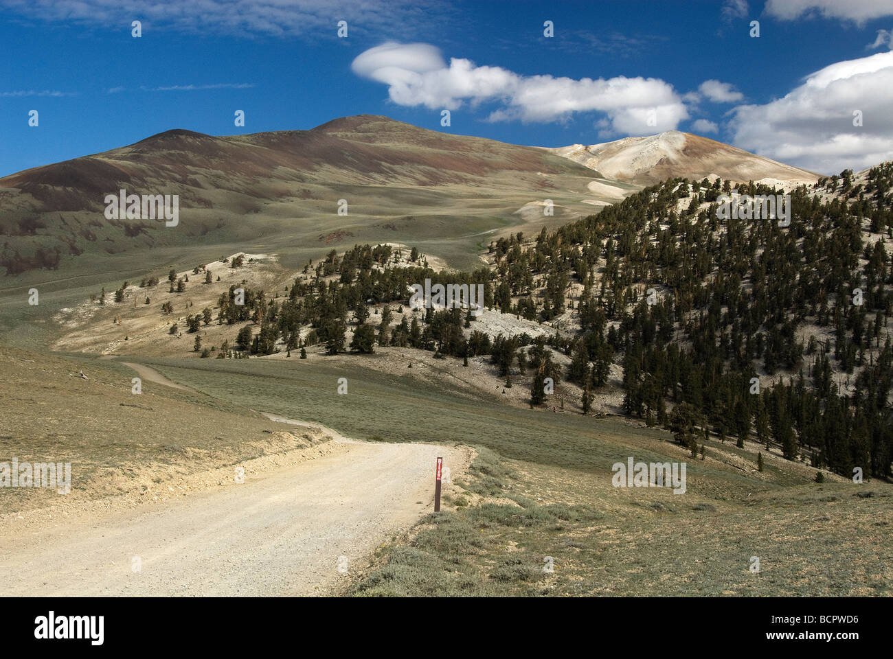 National Scenic Byway Ancient Bristlecone Pine Forest Kalifornien USA Stockfoto