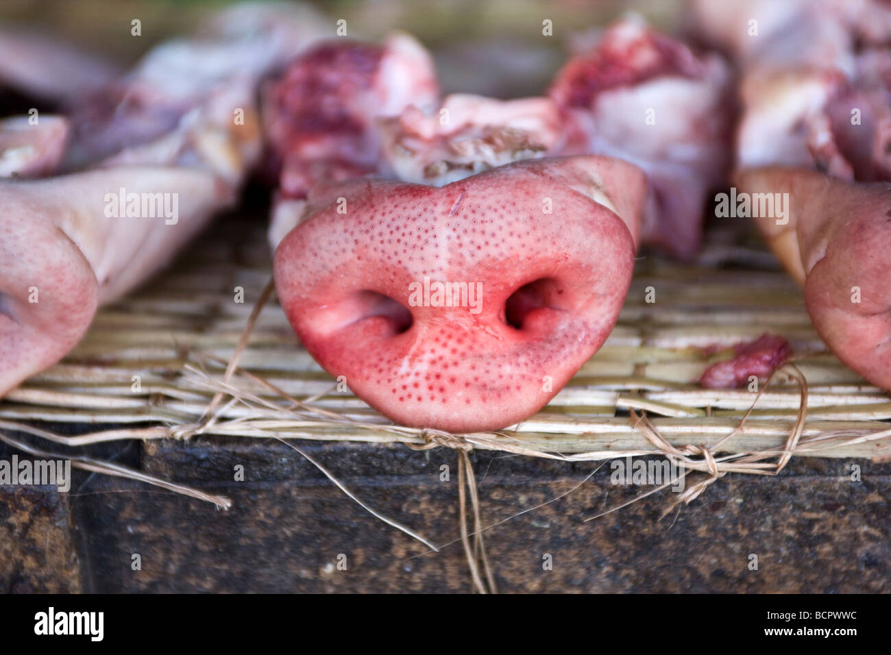 Schweine-Nase auf Markt Phnom Penh Kambodscha Stockfoto