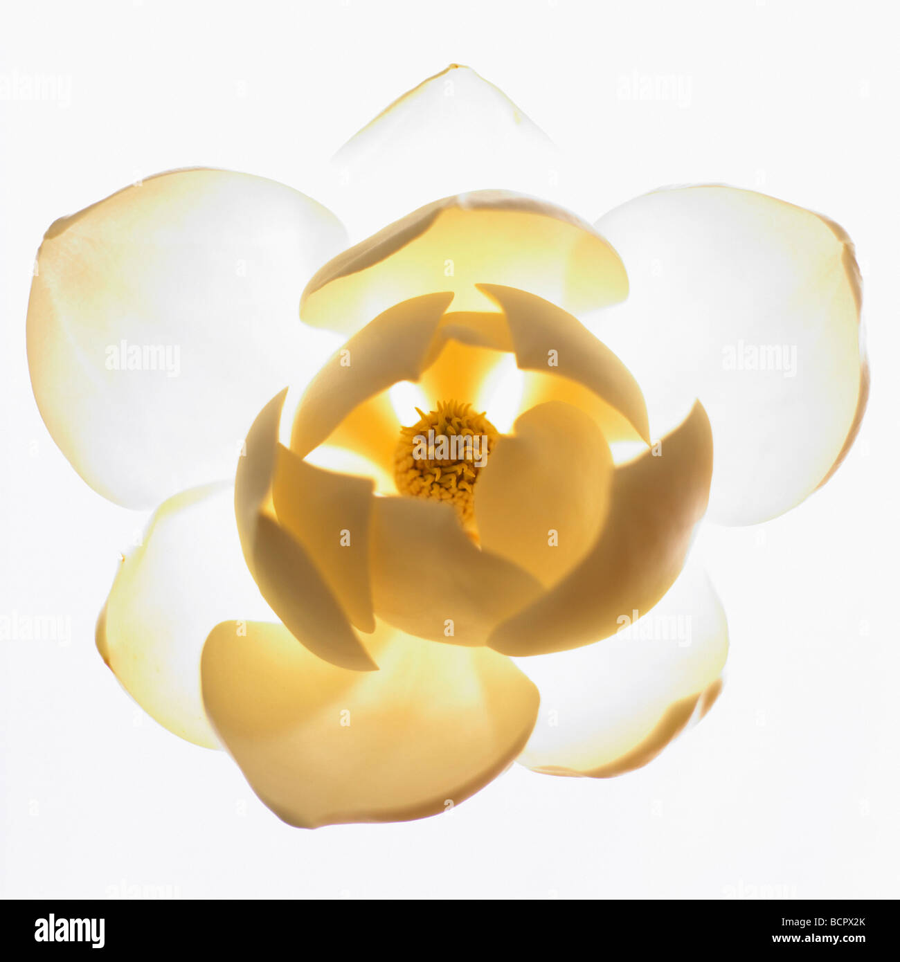 Magnolia Grandiflora Magnolie Stockfoto