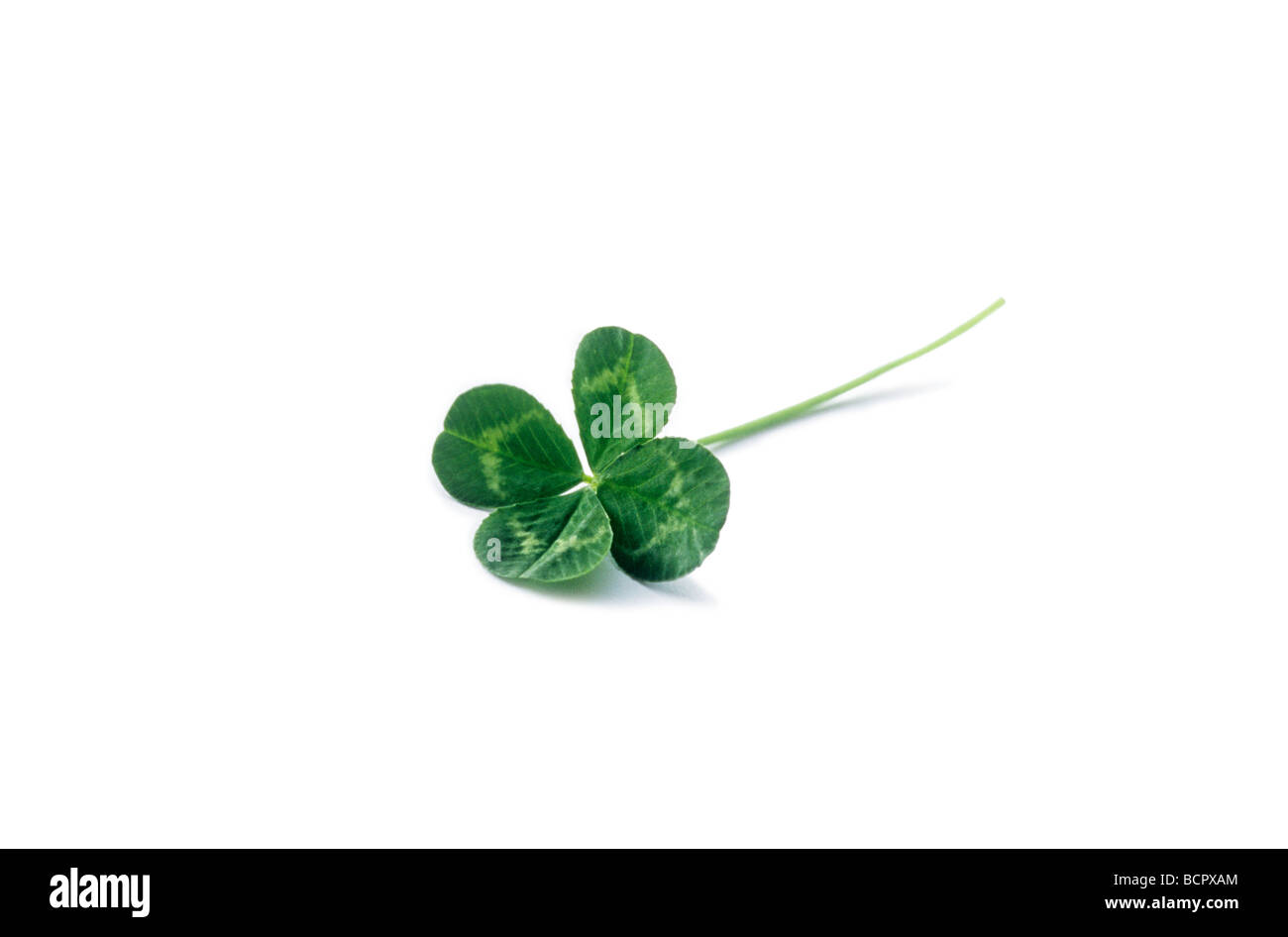 Trifolium - Vielfalt nicht identifiziert Klee Stockfoto