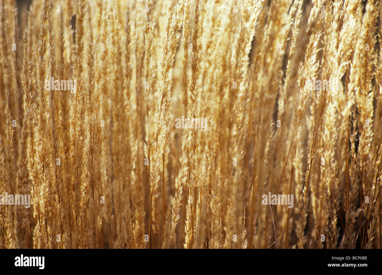 Calamogrostis X acutiflora 'Karl Foerster' Reed Federgras Stockfoto