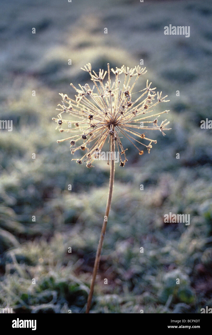 Alternde allium Fotos und Bildmaterial in hoher Auflösung Alamy