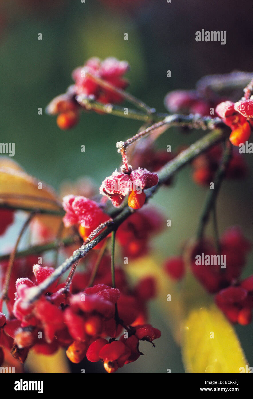 Euonymus Europaeus Spindel Baum Stockfoto