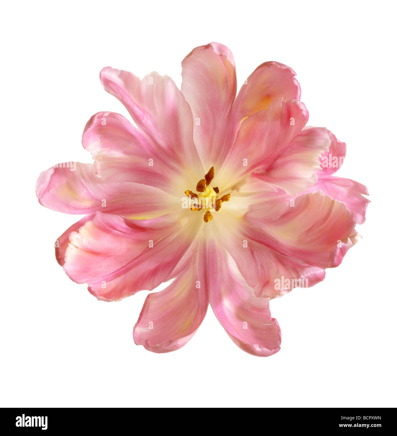 Tulipa - Vielfalt nicht identifiziert Tulip - Papagei-Tulpe Stockfoto