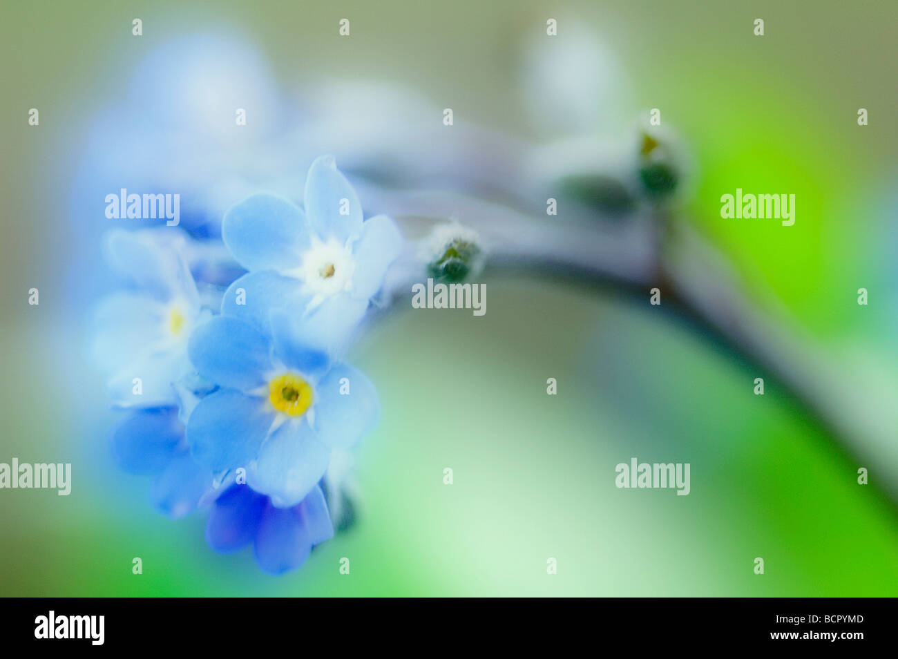 Myosotis Arvensis Vergissmeinnicht Stockfoto