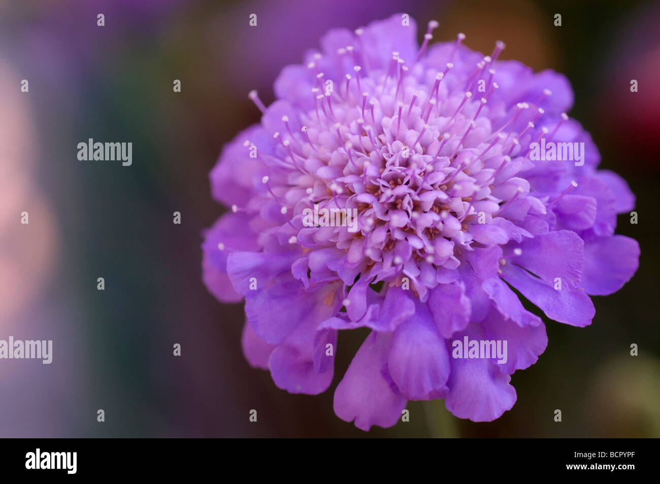 Scabiosa Nadelkissen Blume Stockfoto