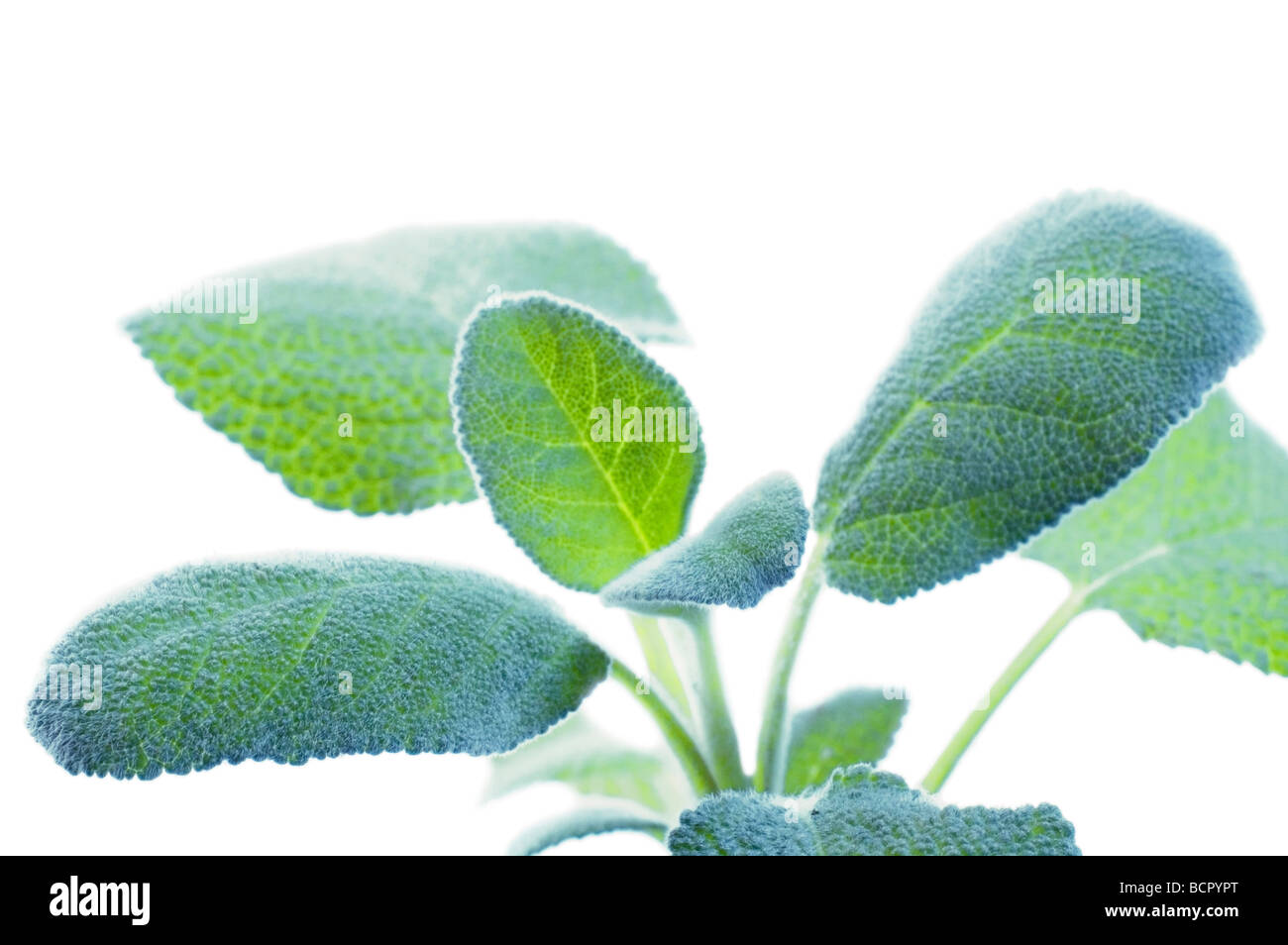 Salvia Officinalis Salbei Stockfoto