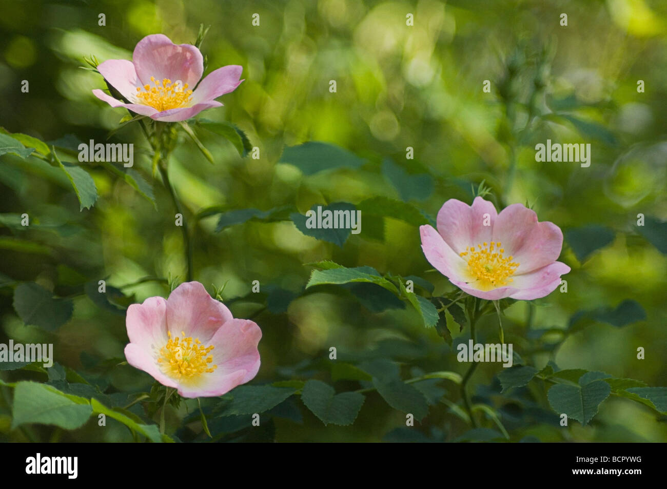 Rosa Canina, Hund rose rosa Blumen wachsen am Strauch. Stockfoto