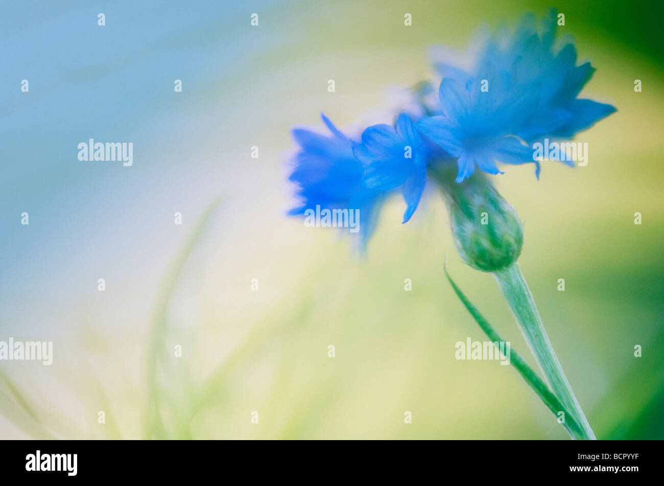 Centaurea Cyanus Kornblume Stockfoto