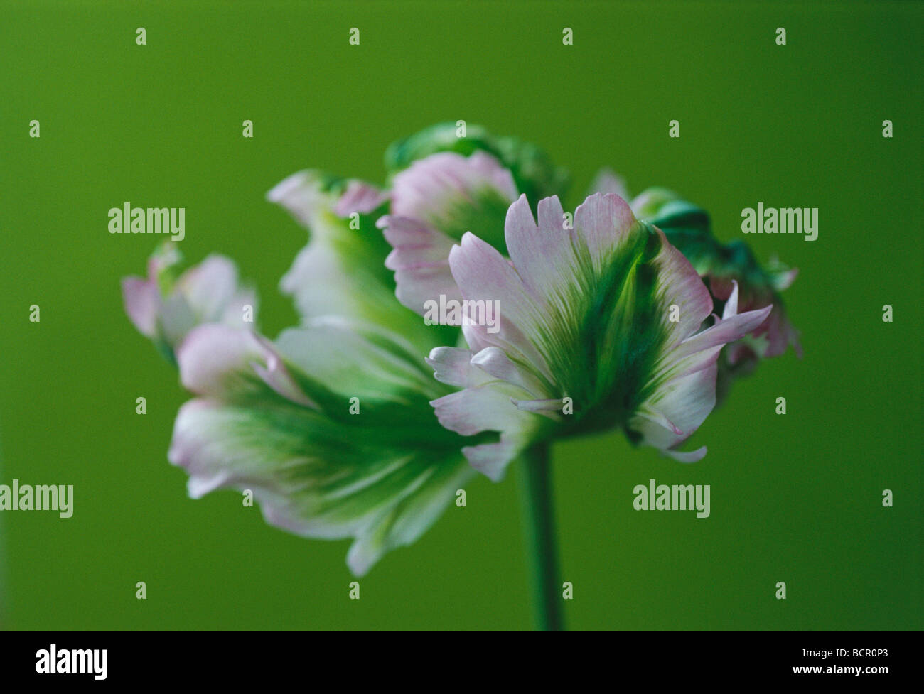 Tulipa "Greenwave", Tulpen, Papagei-Tulpen Stockfoto