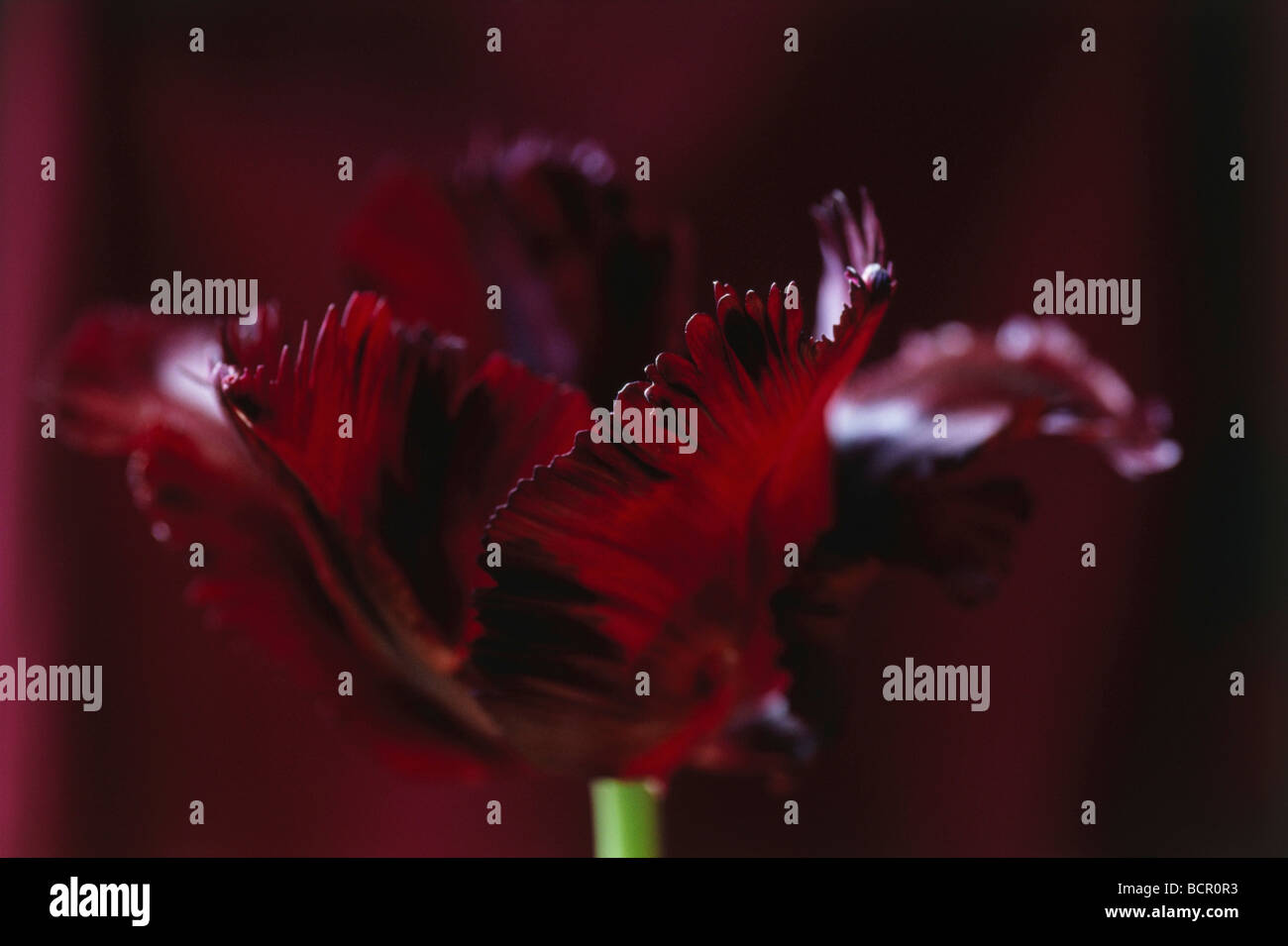 Tulipa, Tulpen, Papagei-Tulpen Stockfoto
