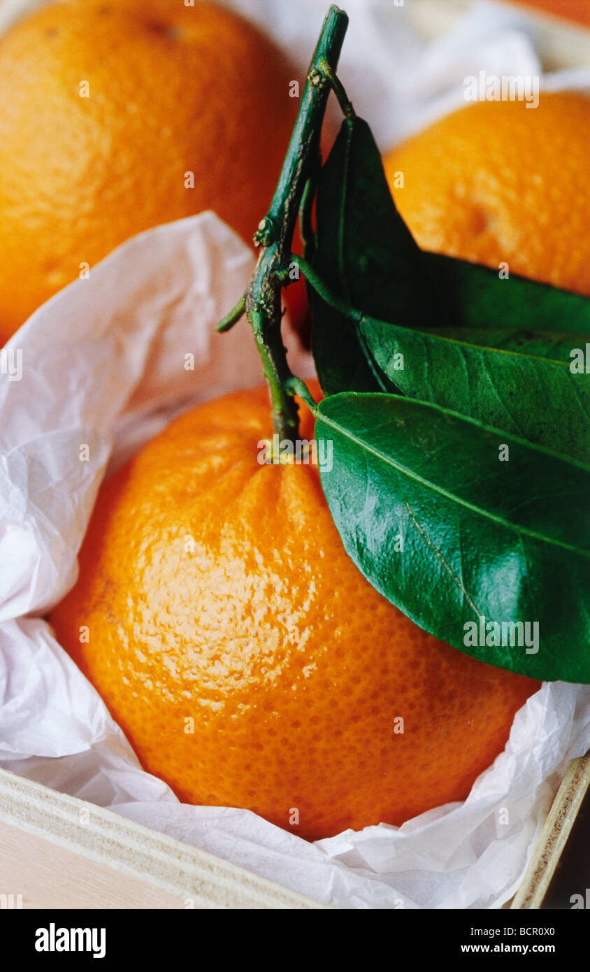 Citrus Reticulata "Clementine", Clementine Stockfoto