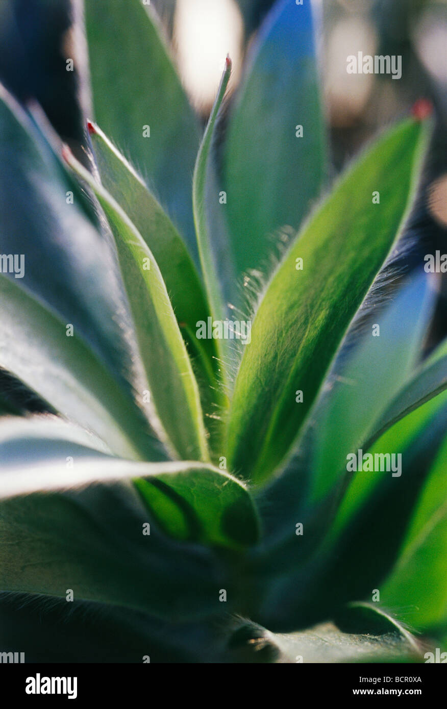 Baum Leucadendron gnostische Silber Stockfoto