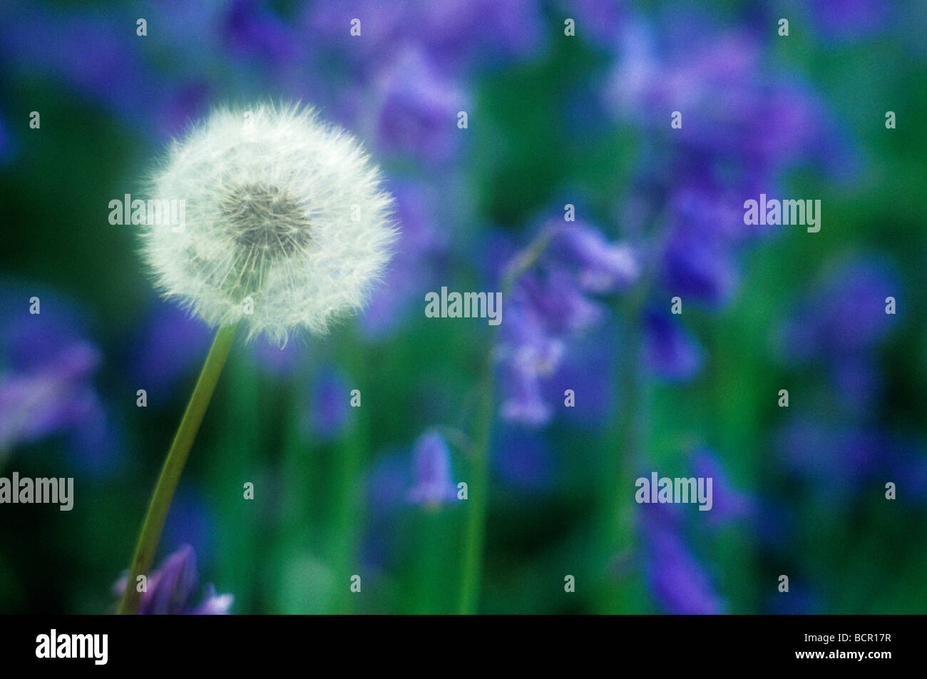 Taraxacum Officinale, Löwenzahn Stockfoto