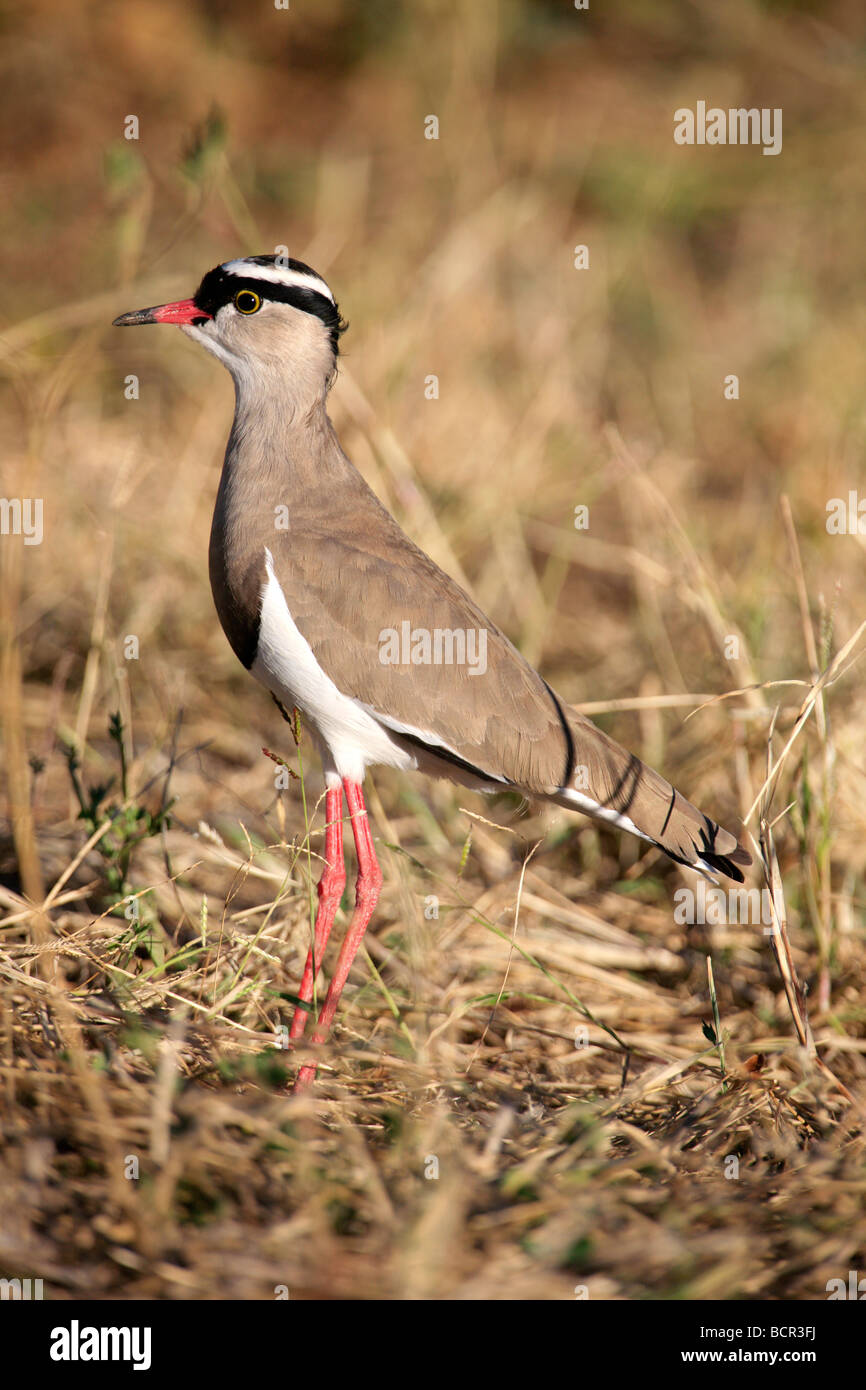 Gekrönt von Plover zwischen Rasen in Botswana Stockfoto