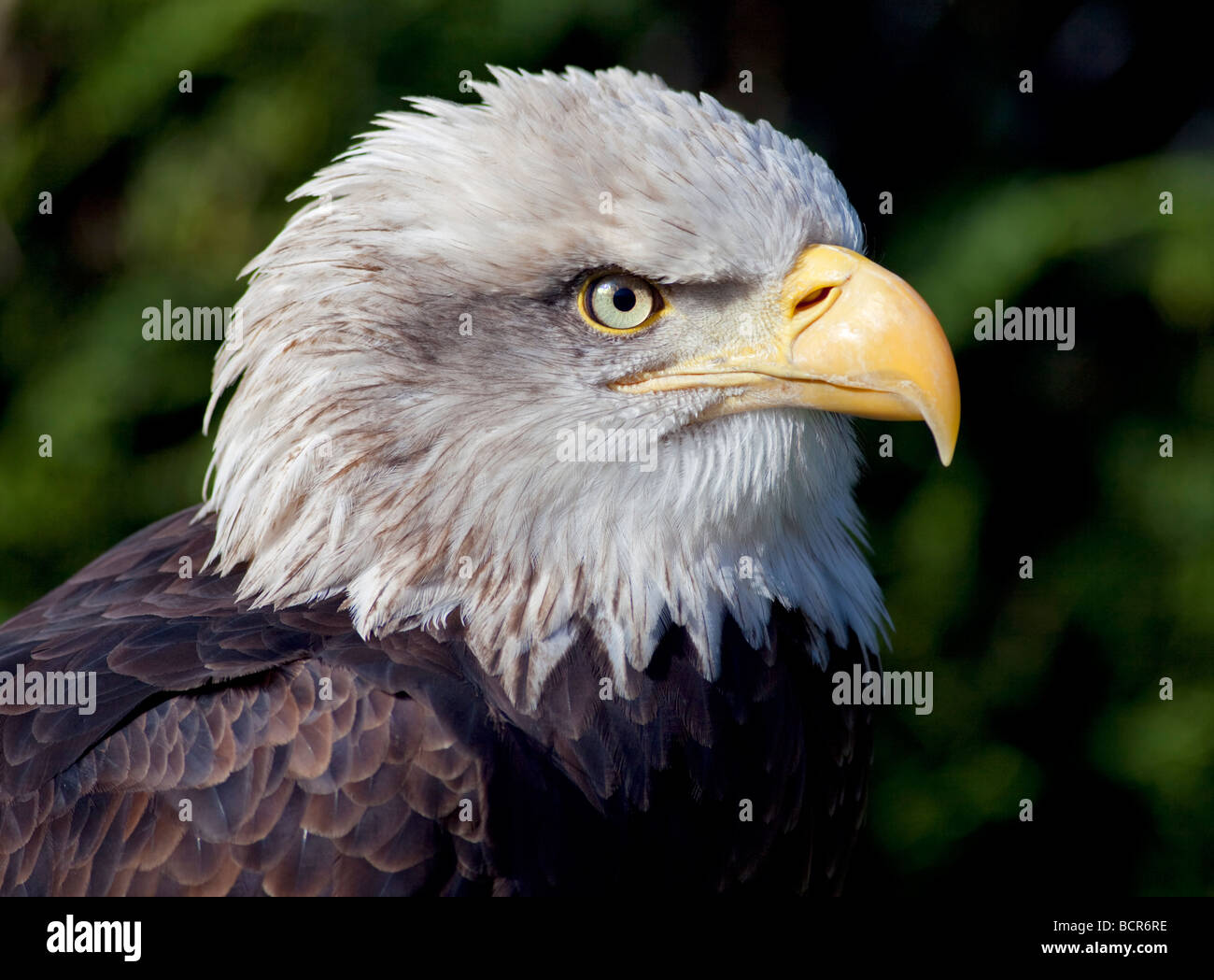 Alaska-Weißkopf-Seeadler (Haliaeetus Leucocephalus) Stockfoto