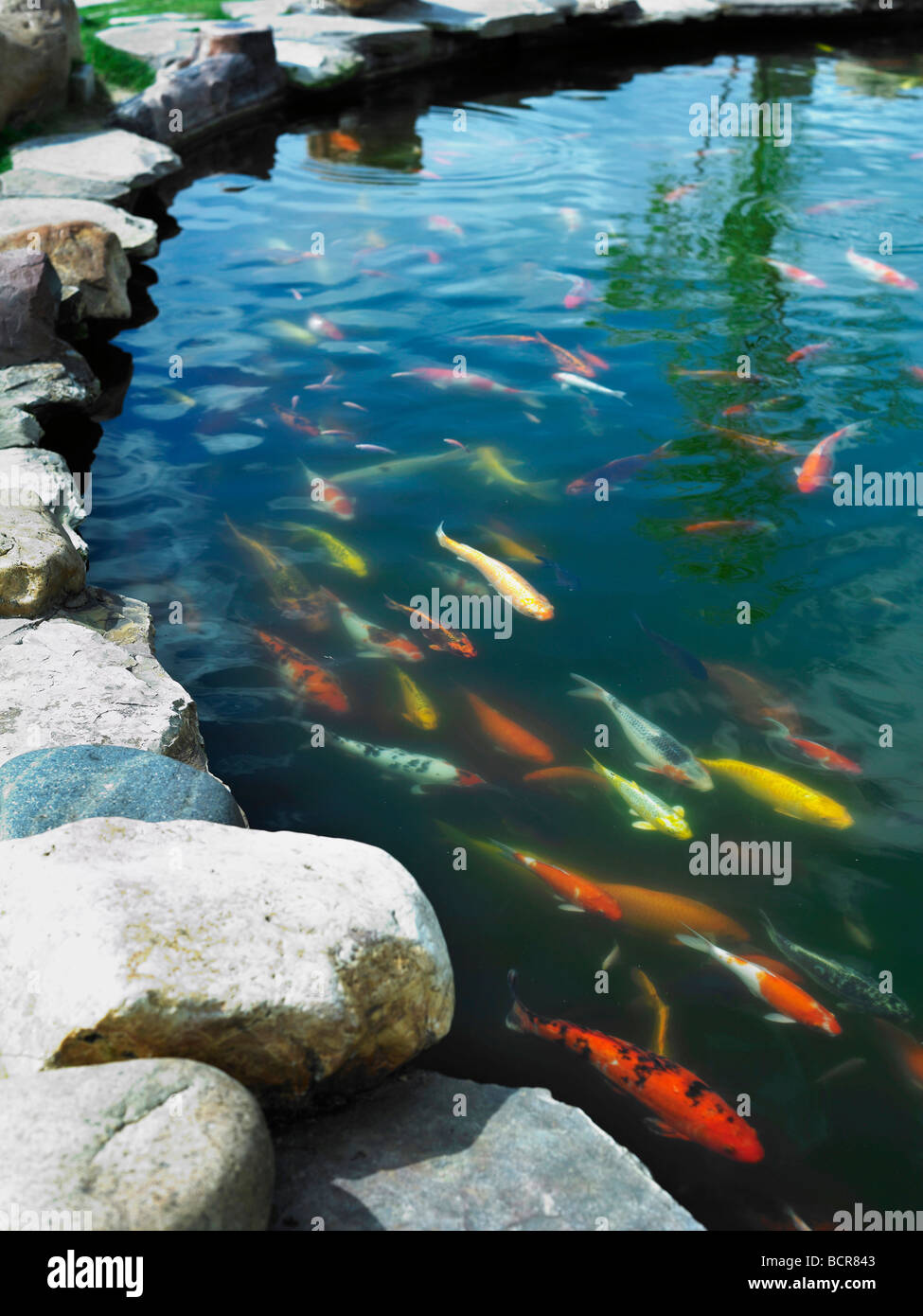 Schule der Fische im Teich schwimmen Stockfoto