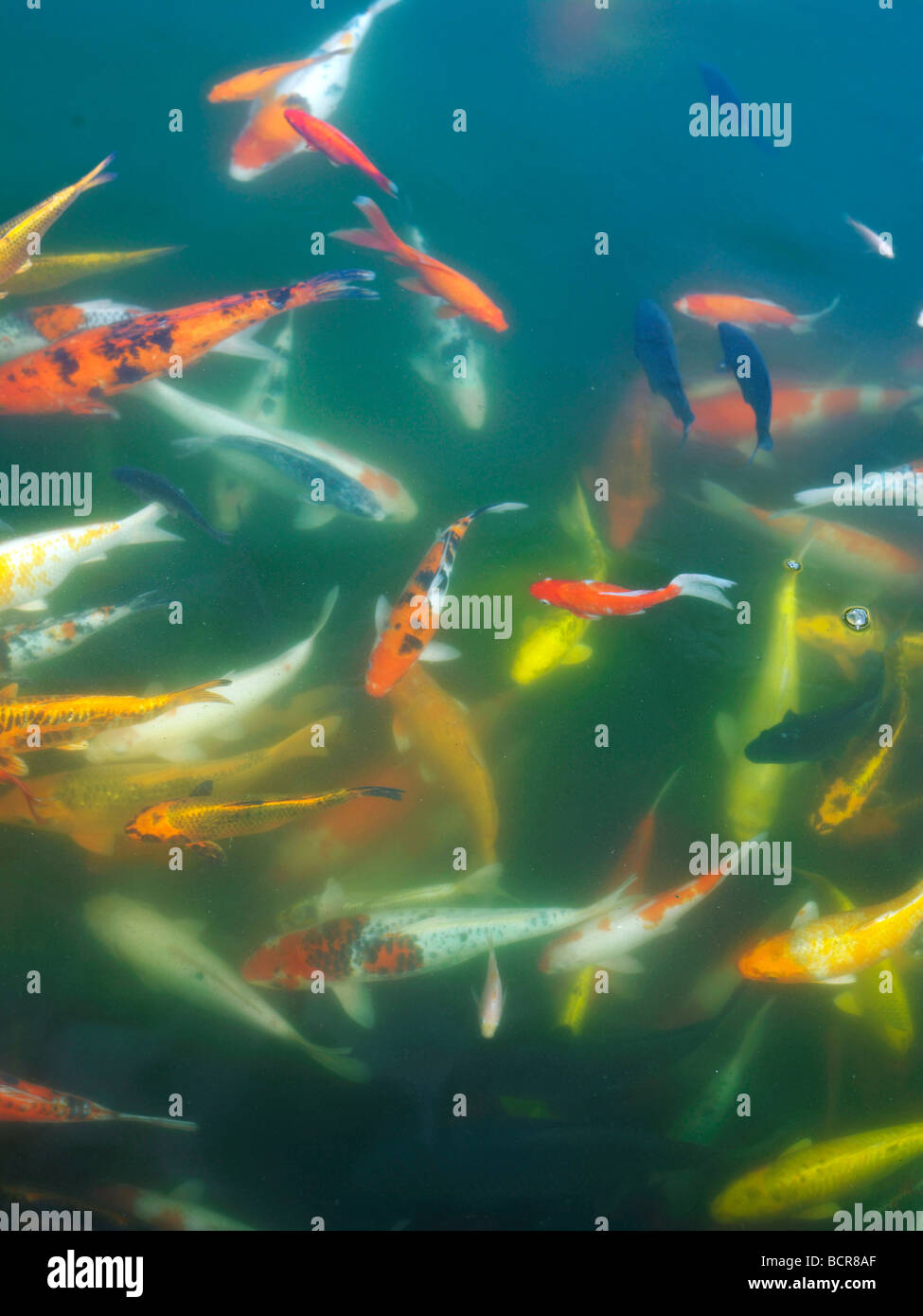 Schule der Fische im Teich schwimmen Stockfoto