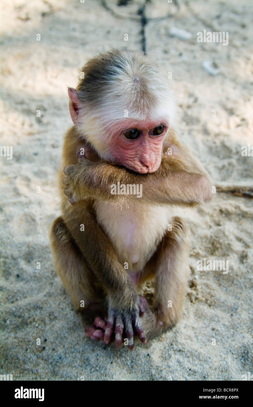 Ein Gefangener Maqacue Affe auf Koh Samui, Thailand Stockfoto