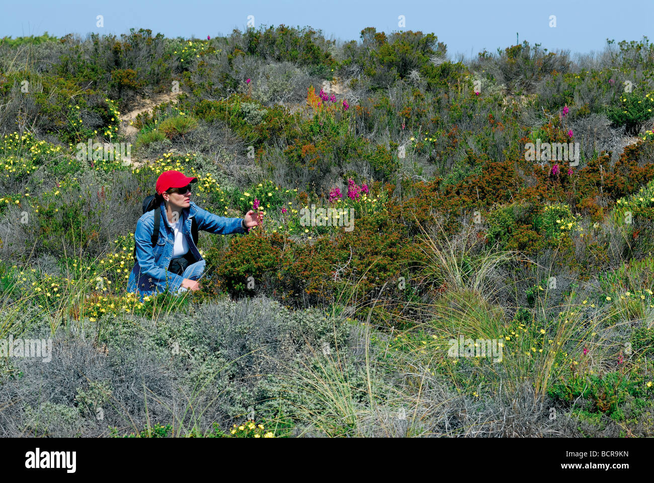 Portugal, Algarve: Frau beobachten Blumen im Naturpark Costa Vicentina Stockfoto