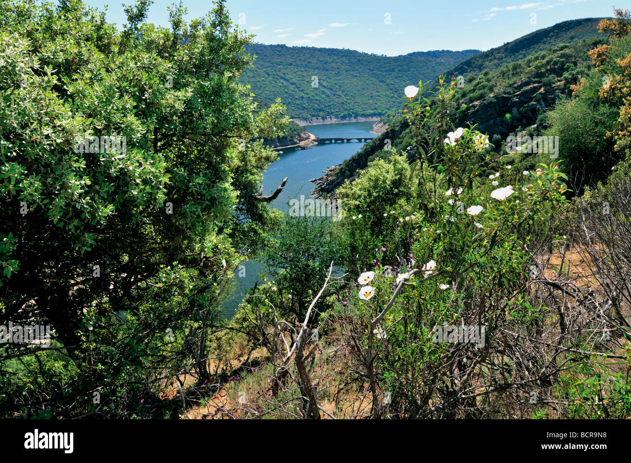 Spanien, Extremadura: Blick auf den Tejo (Tajo) innen Natur Park Monfragüe Stockfoto