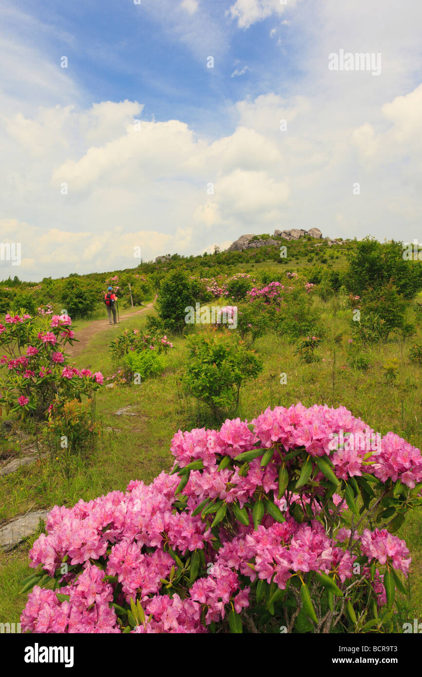 Rhododendron am Appalachian Trail Grayson Hochland Staatspark Virginia Stockfoto