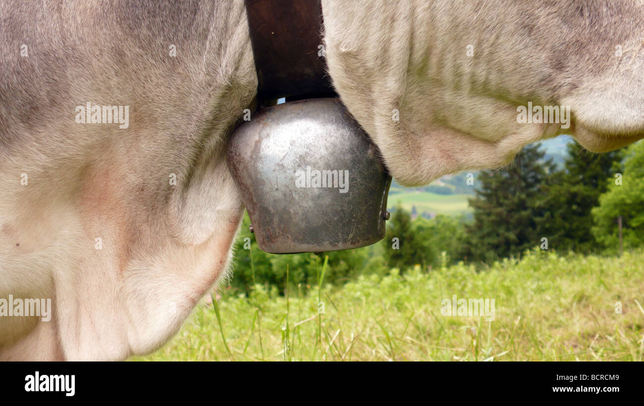 Kuhglocke aus einer Kuh in Bayern Stockfoto