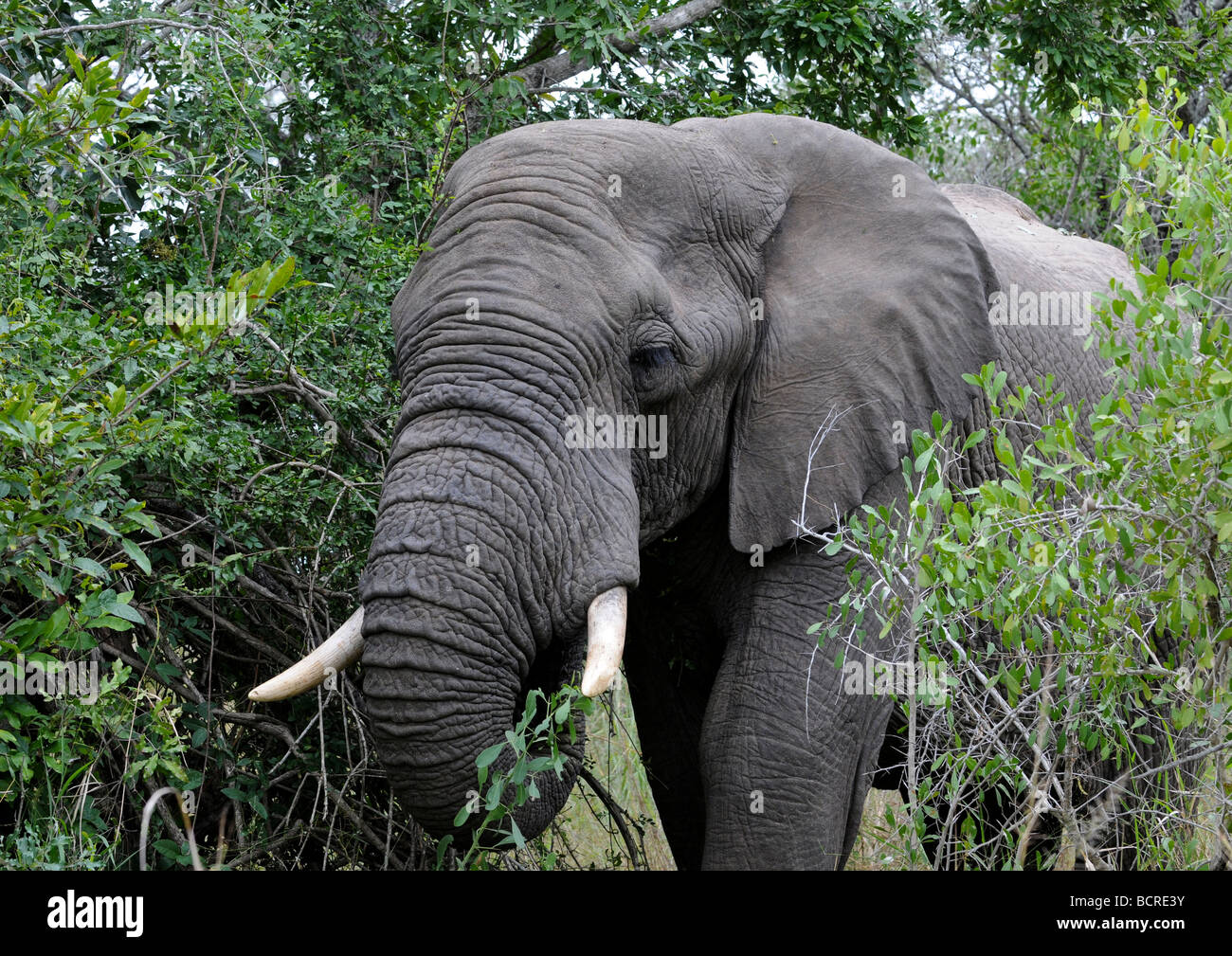 Close-up Schuss hübscher junge afrikanische Elefanten essen ausgewählten Vegetation von Bäumen im Kruger National Park of South Africa. Stockfoto