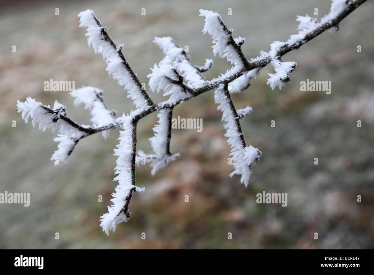 Ast mit minus acht Grad Frost Stockfoto