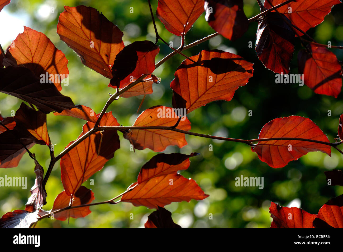 Junge Hintergrundbeleuchtung Blätter eines Baumes Blutbuche Stockfoto