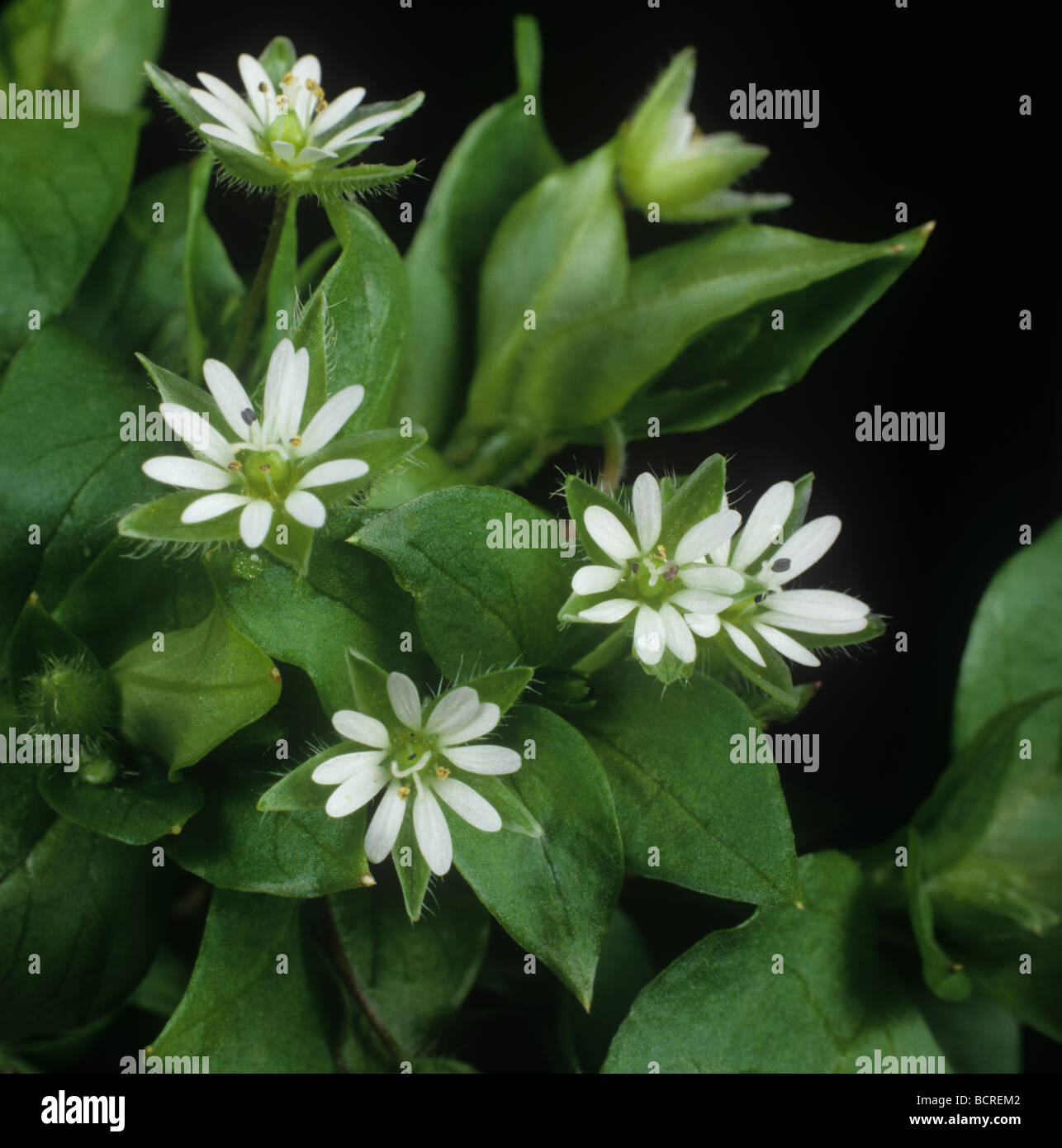 Vogelmiere Stellaria Media Blumen in Nahaufnahme Stockfoto