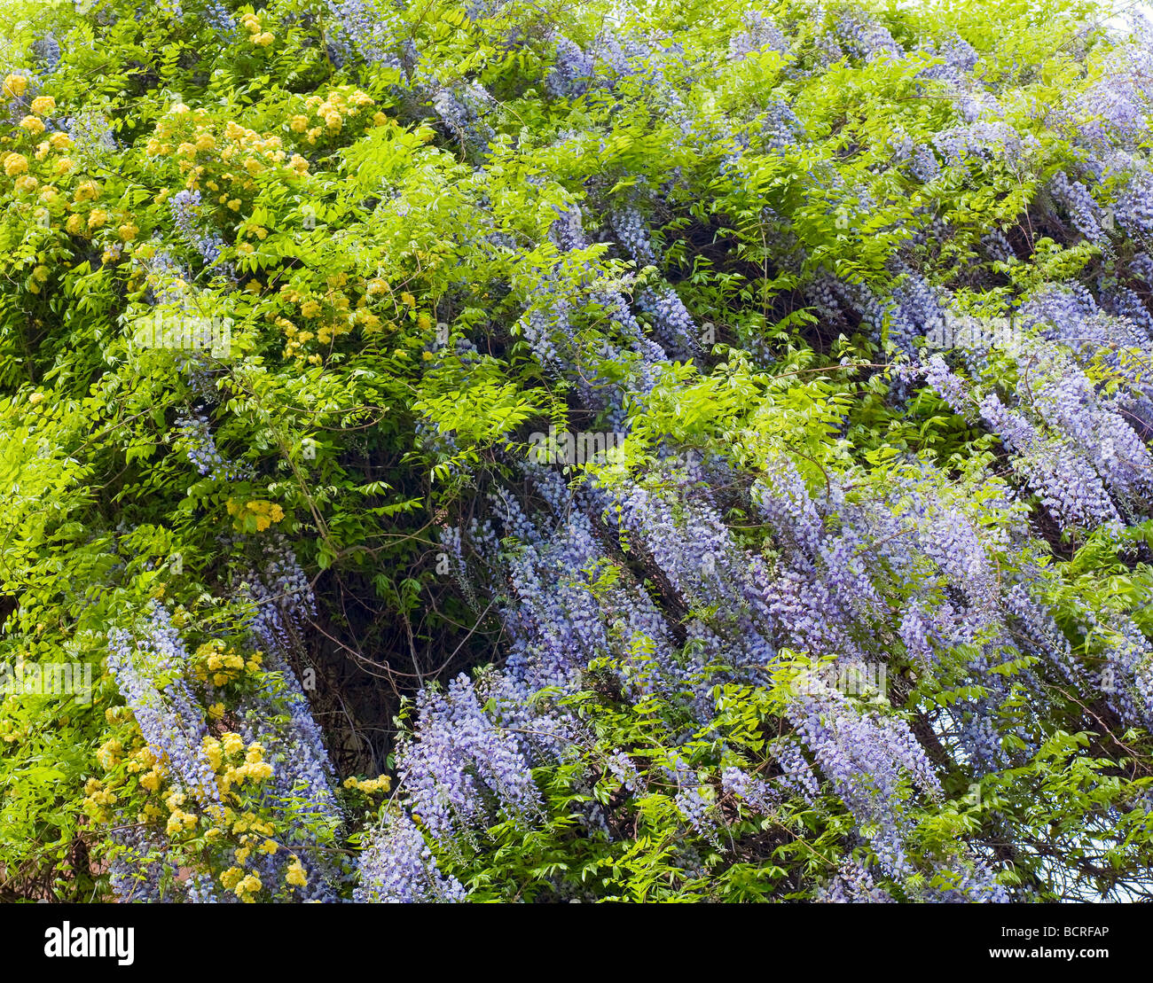 Blüte Pflanze "Wisteria Sinensis" mit violetten Blüten im Frühlingspark (Krim, Ukraine) Stockfoto