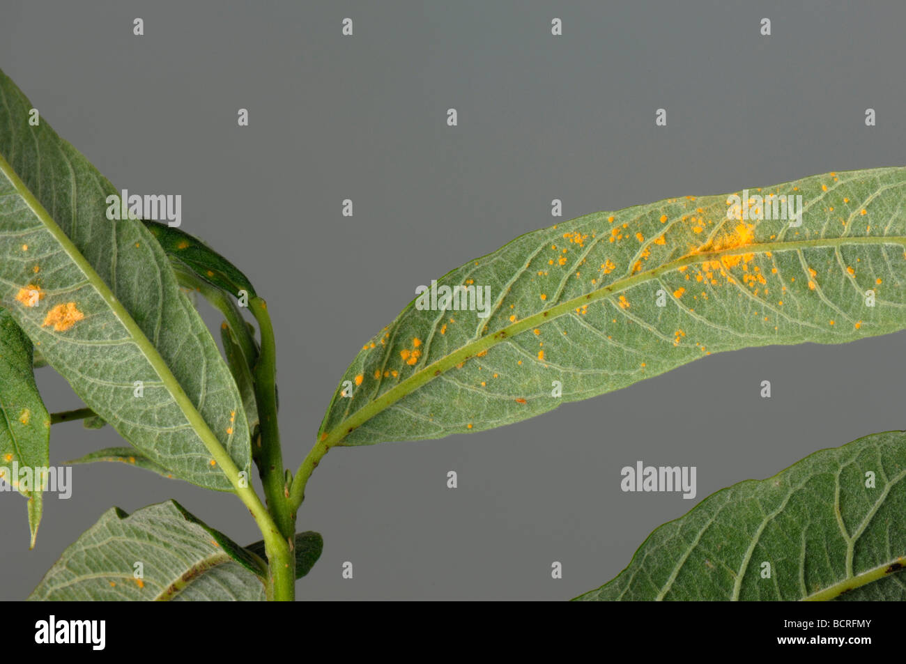 Weide Rost Melampsora Spp Pusteln auf Salix sp Blatt Unterseite Stockfoto