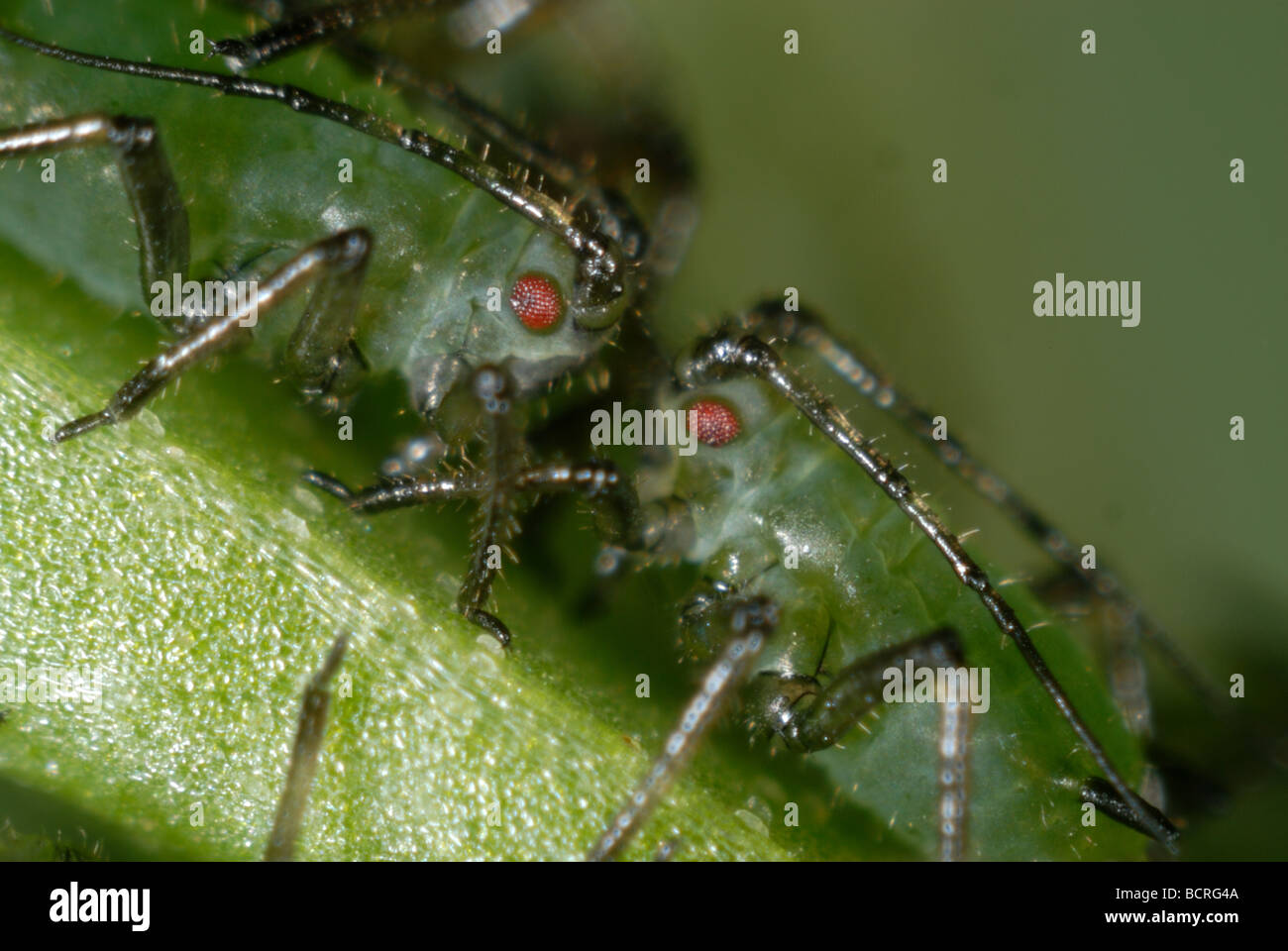 Wicke Blattlaus Megoura Viciae juvenile Blattläuse Kopf Stilett Augen Antennen Stockfoto