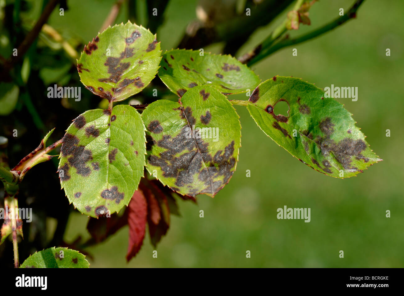 Schwarzer Fleck Diplocarpon Rosae Infektion auf Rosenblättern Stockfoto
