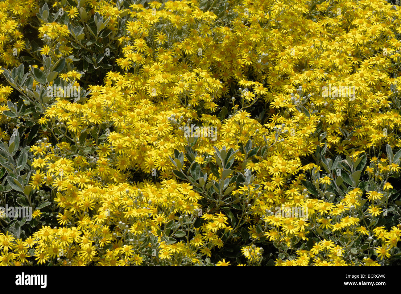 Graue Laub verbreiten Strauch Brachyglottis Dunedin Gruppe Sonnenschein in gelbe Blume Stockfoto