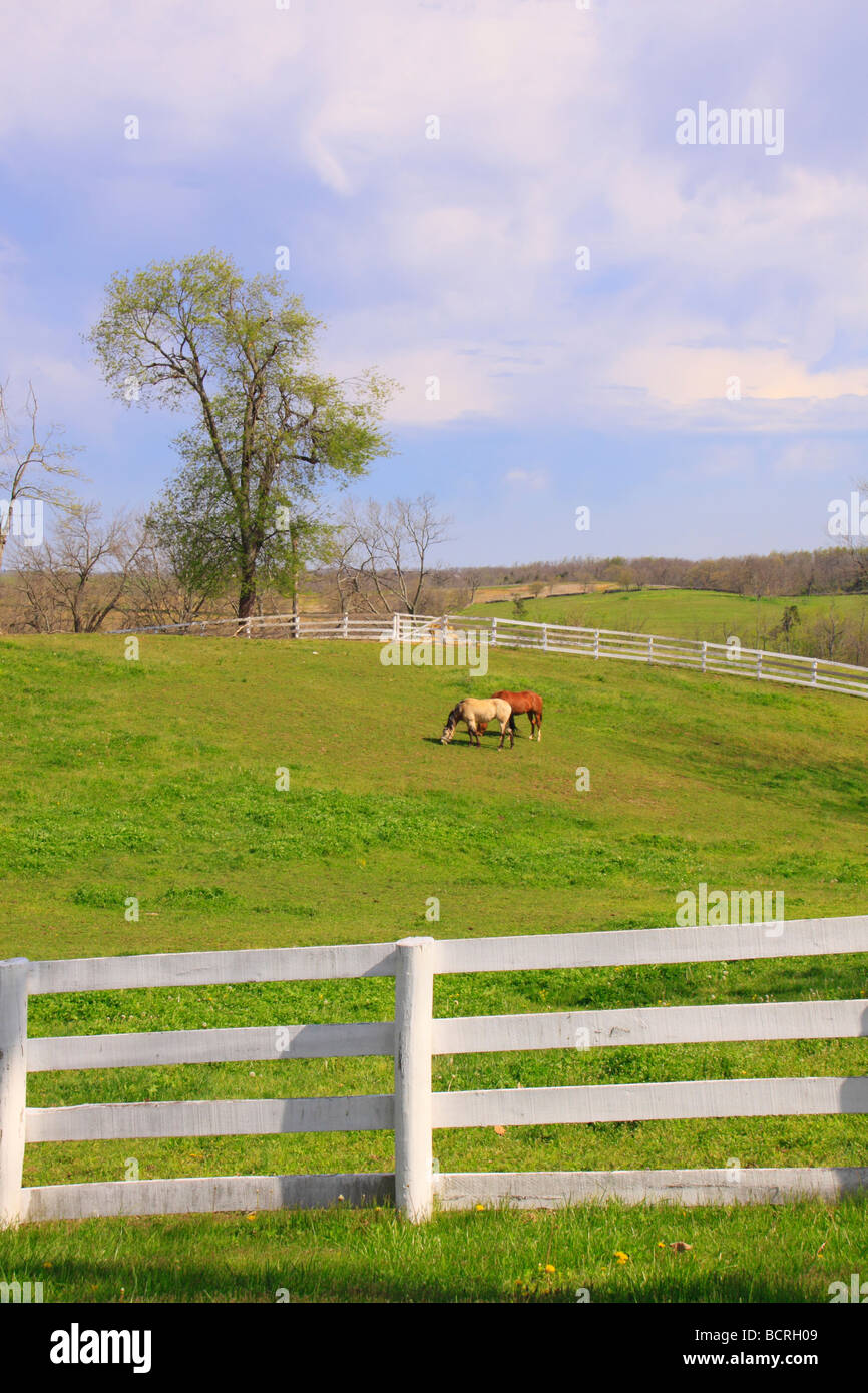 Pferde in eingezäunten Weide an Shaker Village von Pleasant Hill unsere Kentucky Stockfoto
