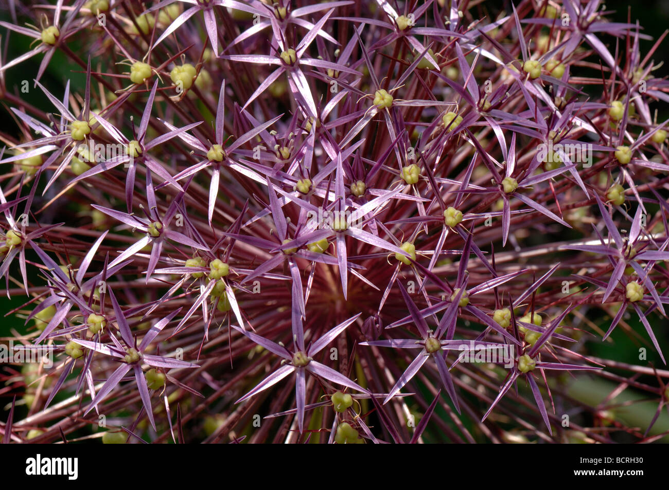 Runde Blütenstand von Allium Cristophii mit Stern geformte Blüten und grünen Samenkapseln bilden Stockfoto