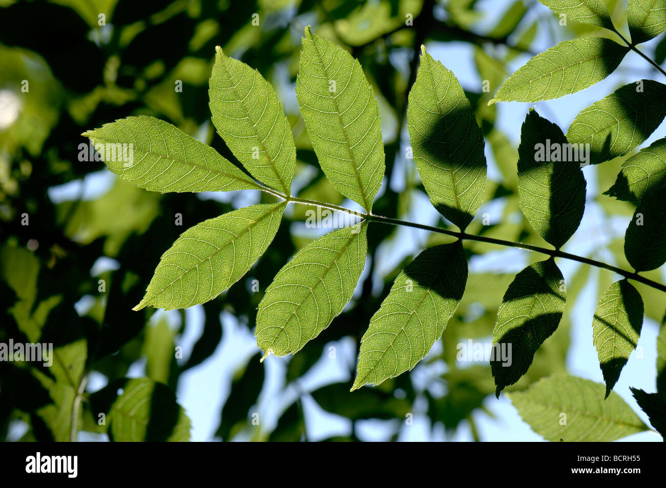 Junge Blätter der Esche Fraxinus Excelsior Hintergrundbeleuchtung durch Sonnenlicht Stockfoto