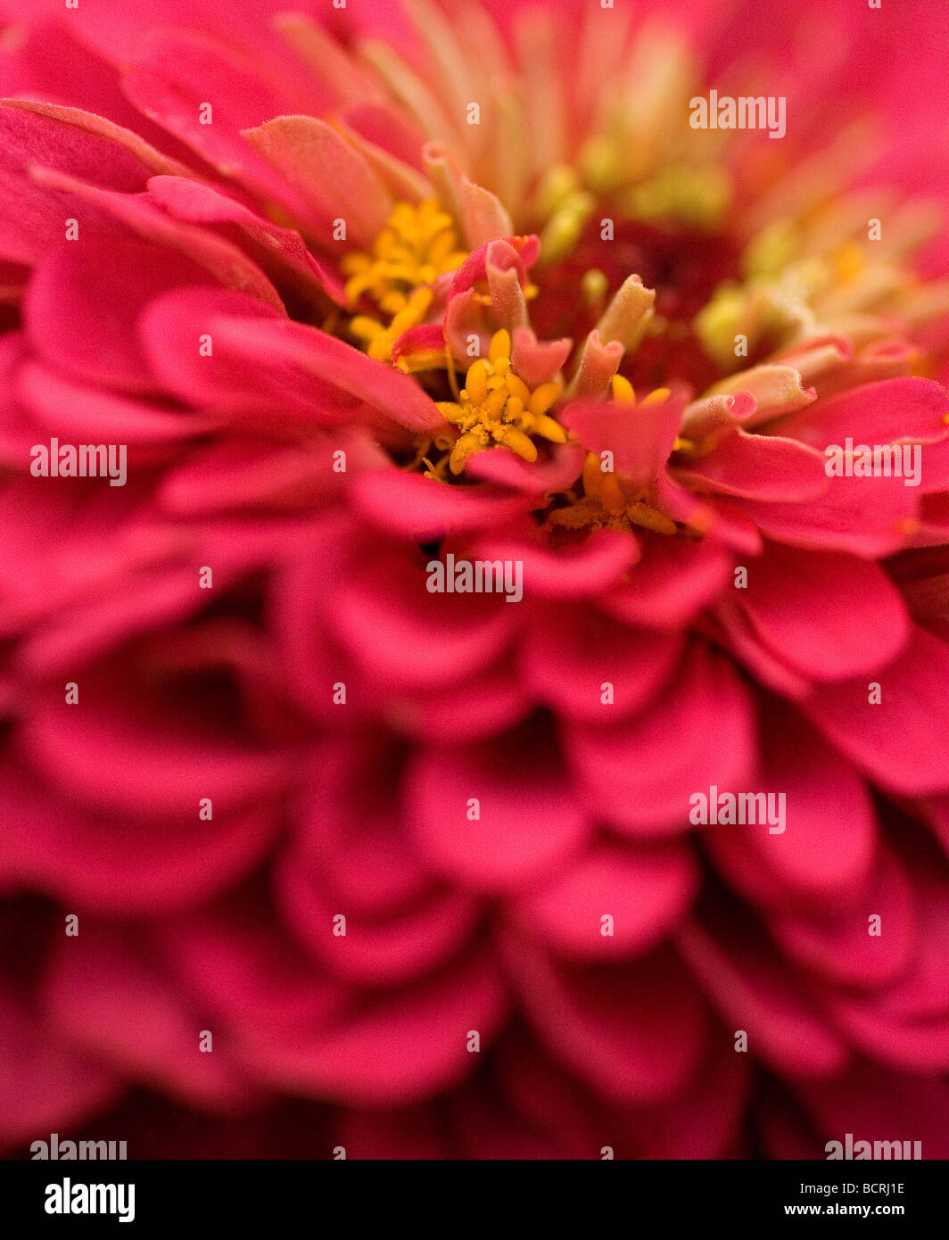 Lebendige rosa Blütenblätter wie die Schnörkel auf eine Flamenco-Tänzerin Kleid auf einer einzigen rosa, Zinnia Blume Stockfoto