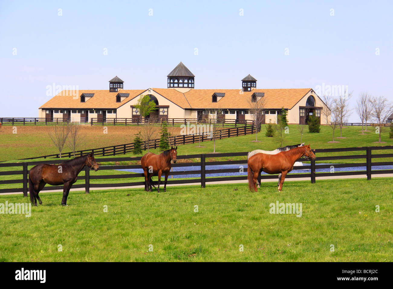 Pferde auf der Weide der Pferdefarm in Lexington, Kentucky Stockfoto