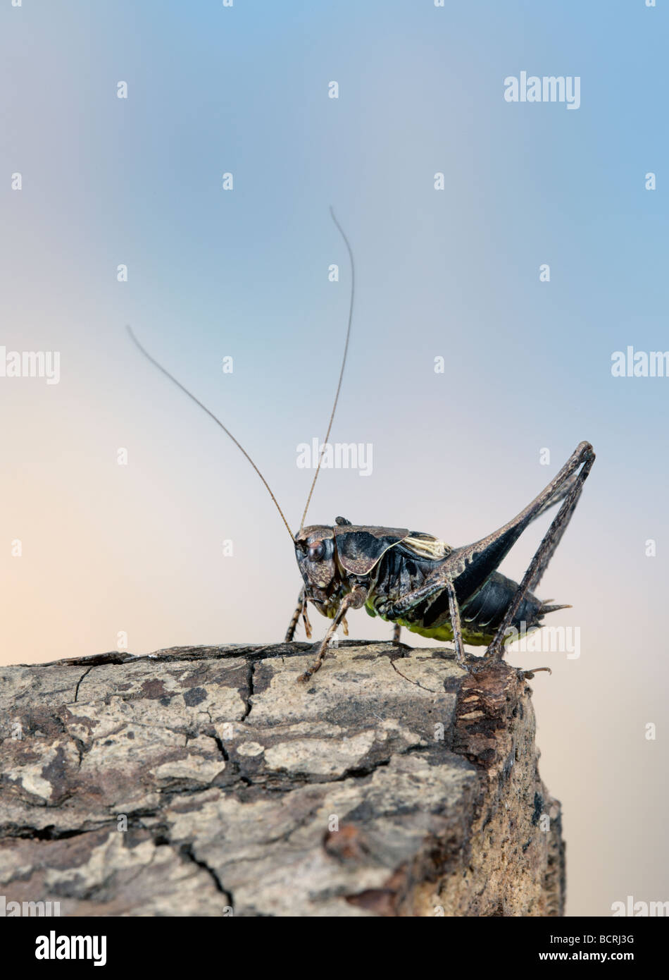 männliche dunkle Bush Cricket Pholidoptera griseoaptera Stockfoto