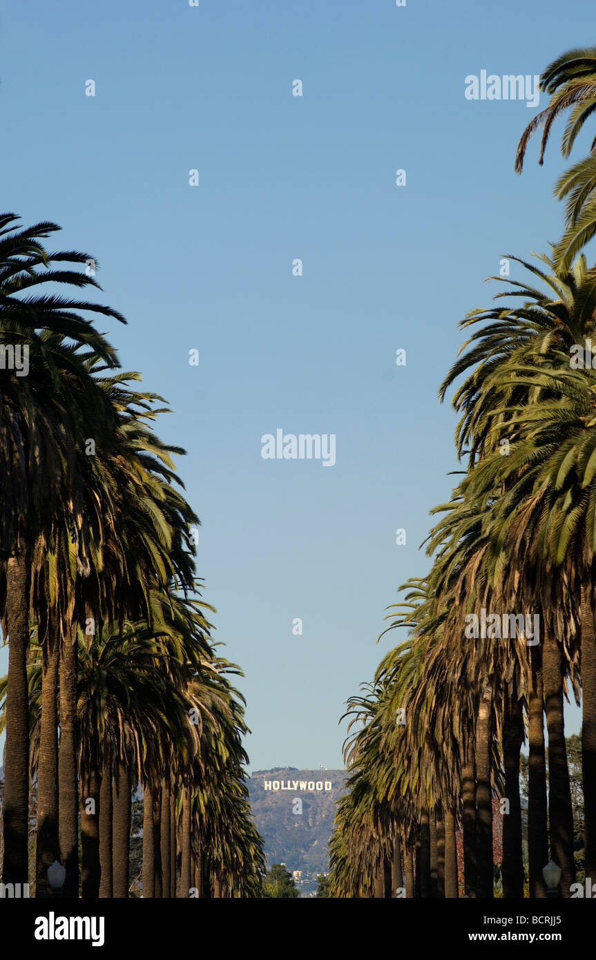 Das Hollywood-Zeichen und Palmen Bäume Stockfoto
