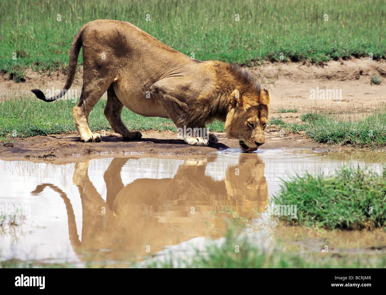 Männlicher Löwe trinken Serengeti Nationalpark Tansania Ostafrika Stockfoto