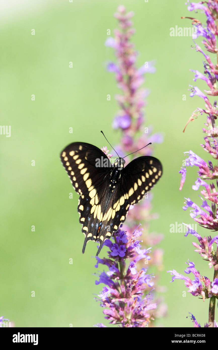 Schwarzen Schwalbenschwanz Schmetterling Stockfoto